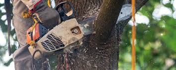 How Our Tree Care Process Works  in  Kensington, MD