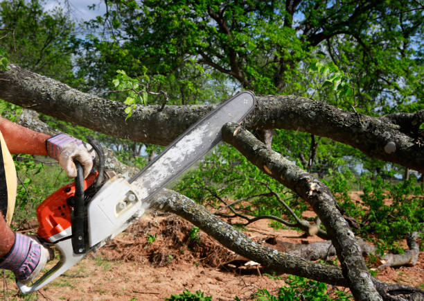 Best Root Management and Removal  in Kensington, MD